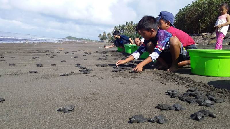 Anak-anak melakukan pelepasliaran Tukik di Perancak, Bali